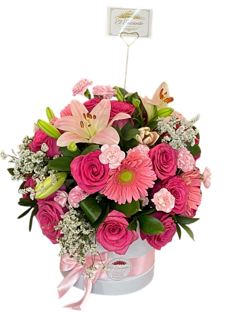 Box Tropiamore